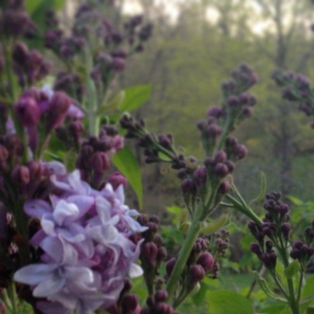 IMG_1892.jpeg