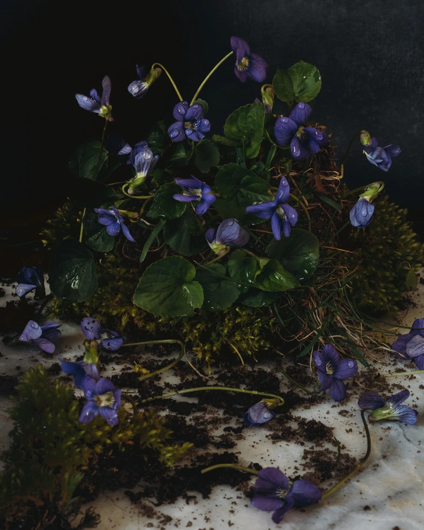 April showers...bring lots of May #violets . #maine #portland