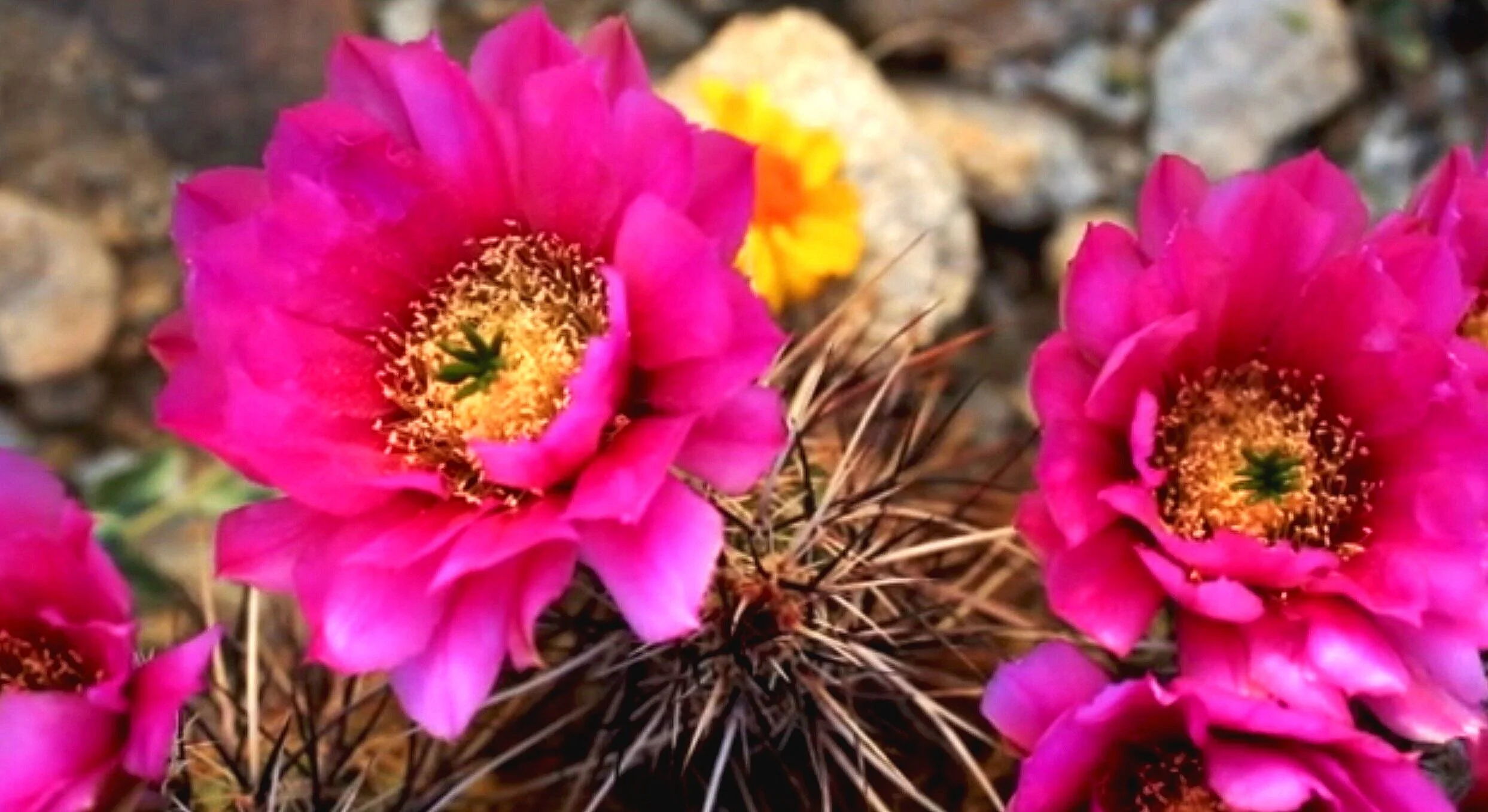 Joshua Tree National Park Wildflower Season (2015)