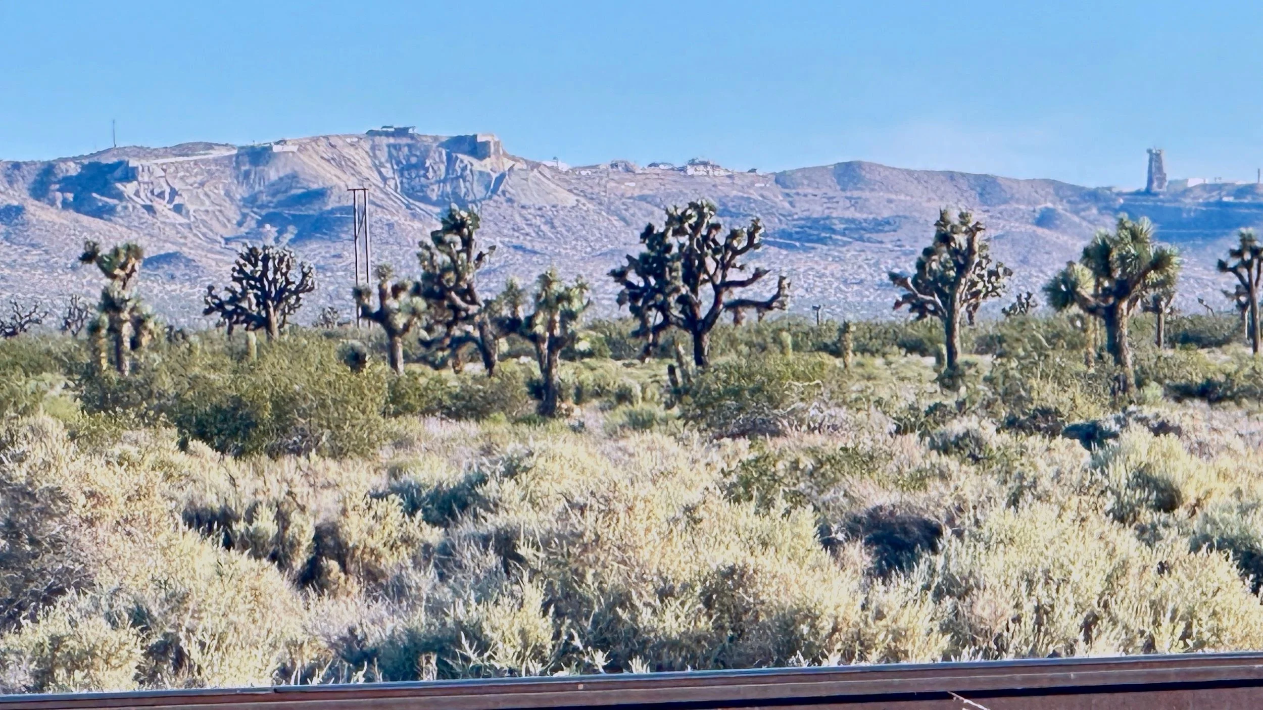 Joshua Tree Project Stop Aratina Solar Project - Save a Joshua Tree Forest