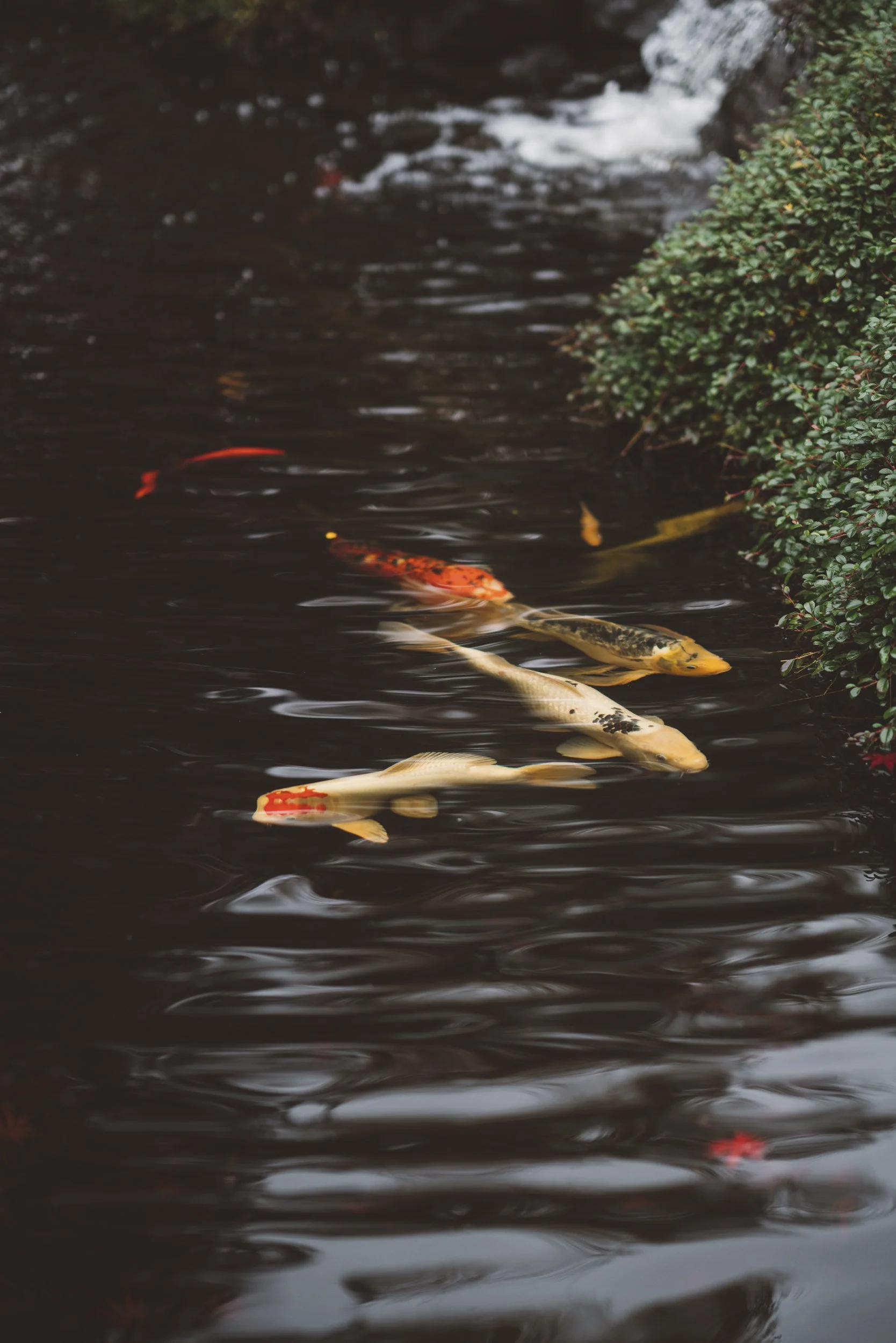 Koi fish swimming in a dark pond next to green bushes.