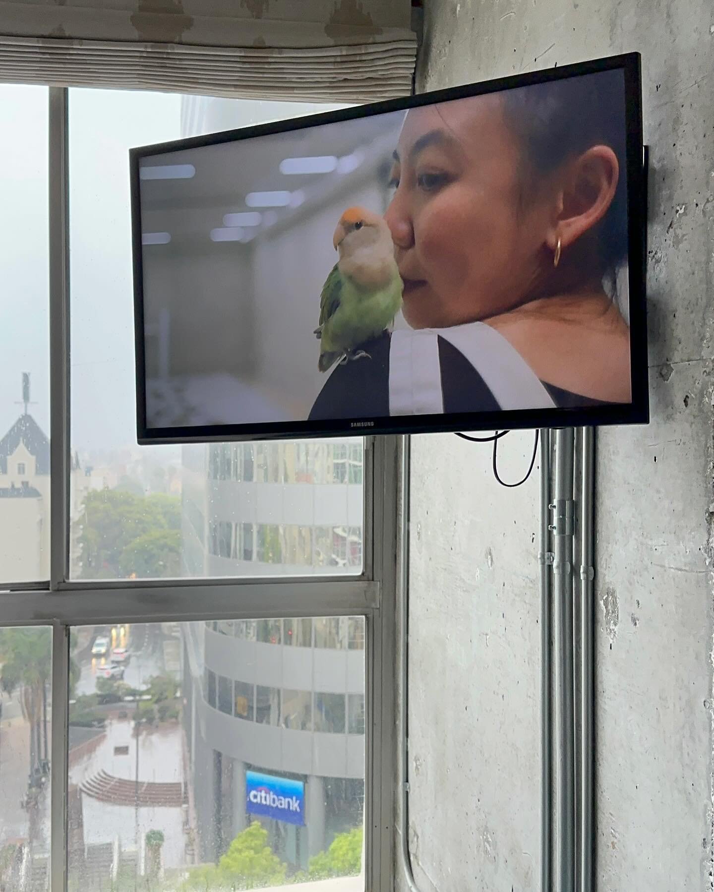 Besides my extreme excitement for being featured on @thelinehotel ads&hellip;

It is Mossy on the screen!!!
🤩
I wonder if she would bragged about this with other birds&hellip;.because I would!!! 🤣 

The full clip is pinned on my feed 
Or 
Check out