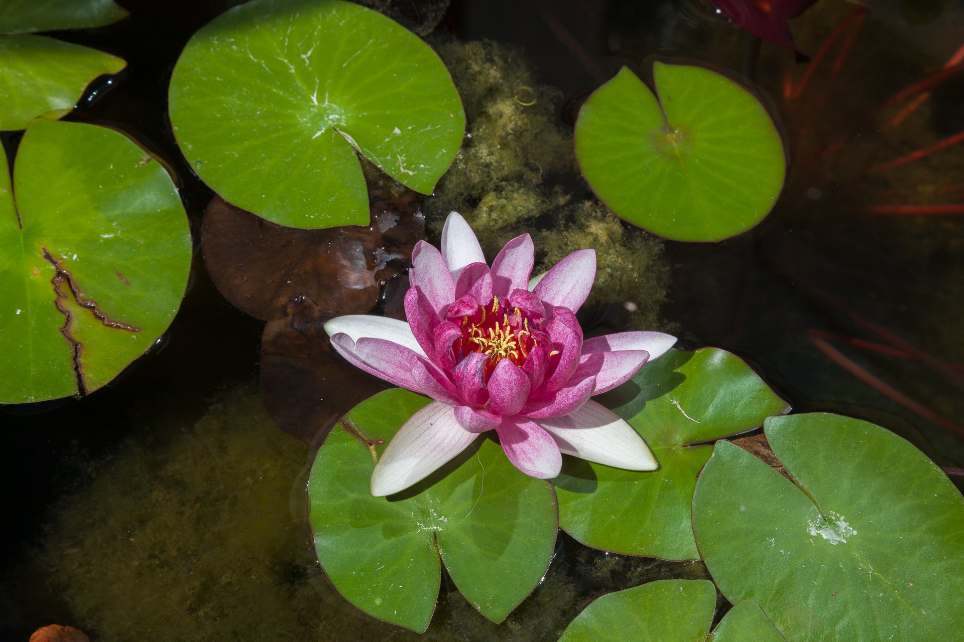 Lily Pond 2015 Digital capture, archival print 13x19 inches, framed