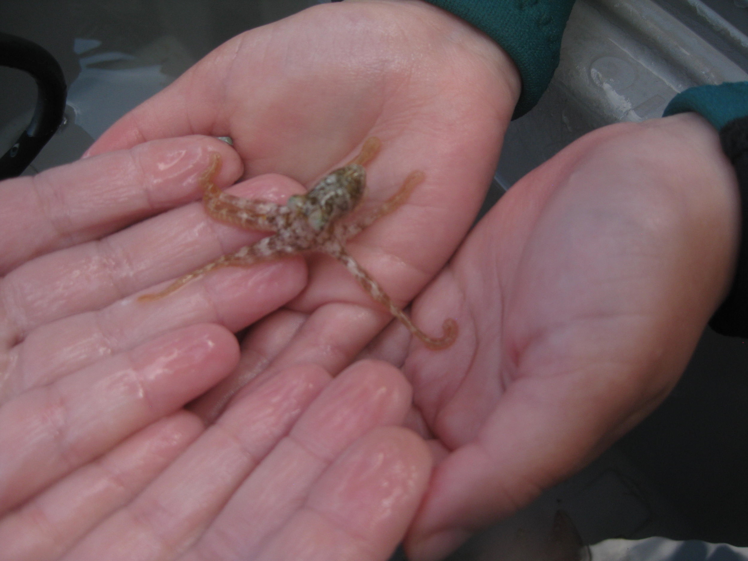 octopus - juvenile.JPG