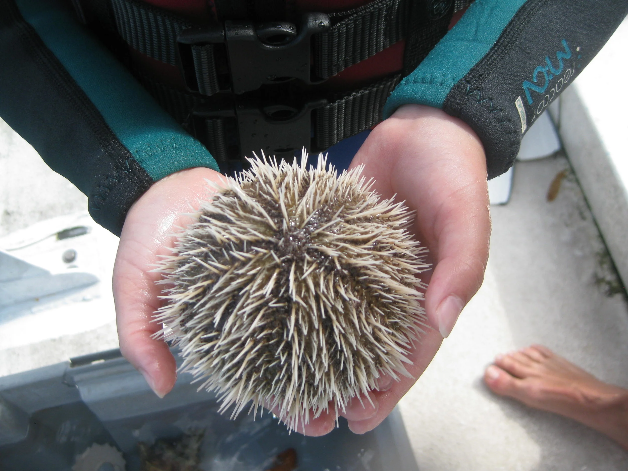 Short spine variegated sea urchin.JPG