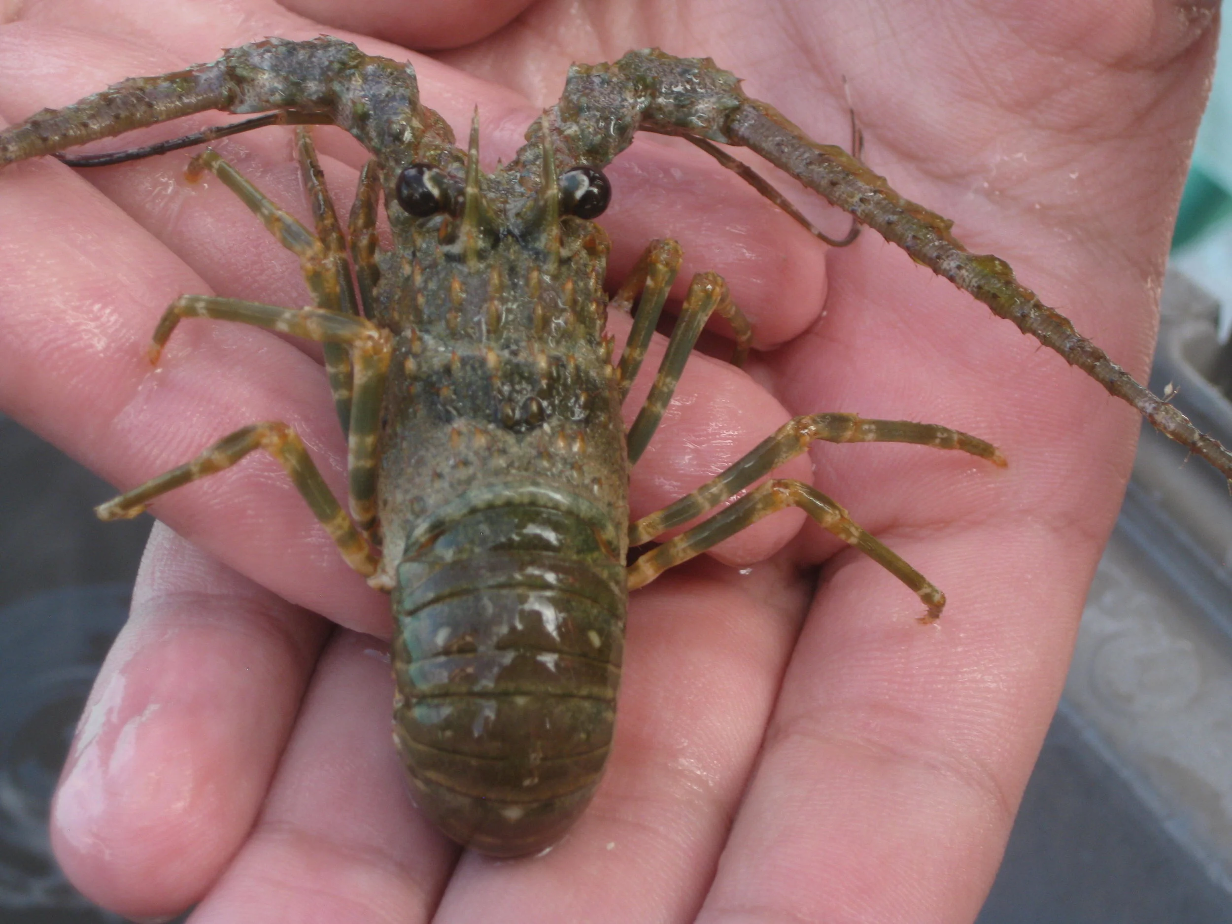 Spiny lobster juvenile.JPG