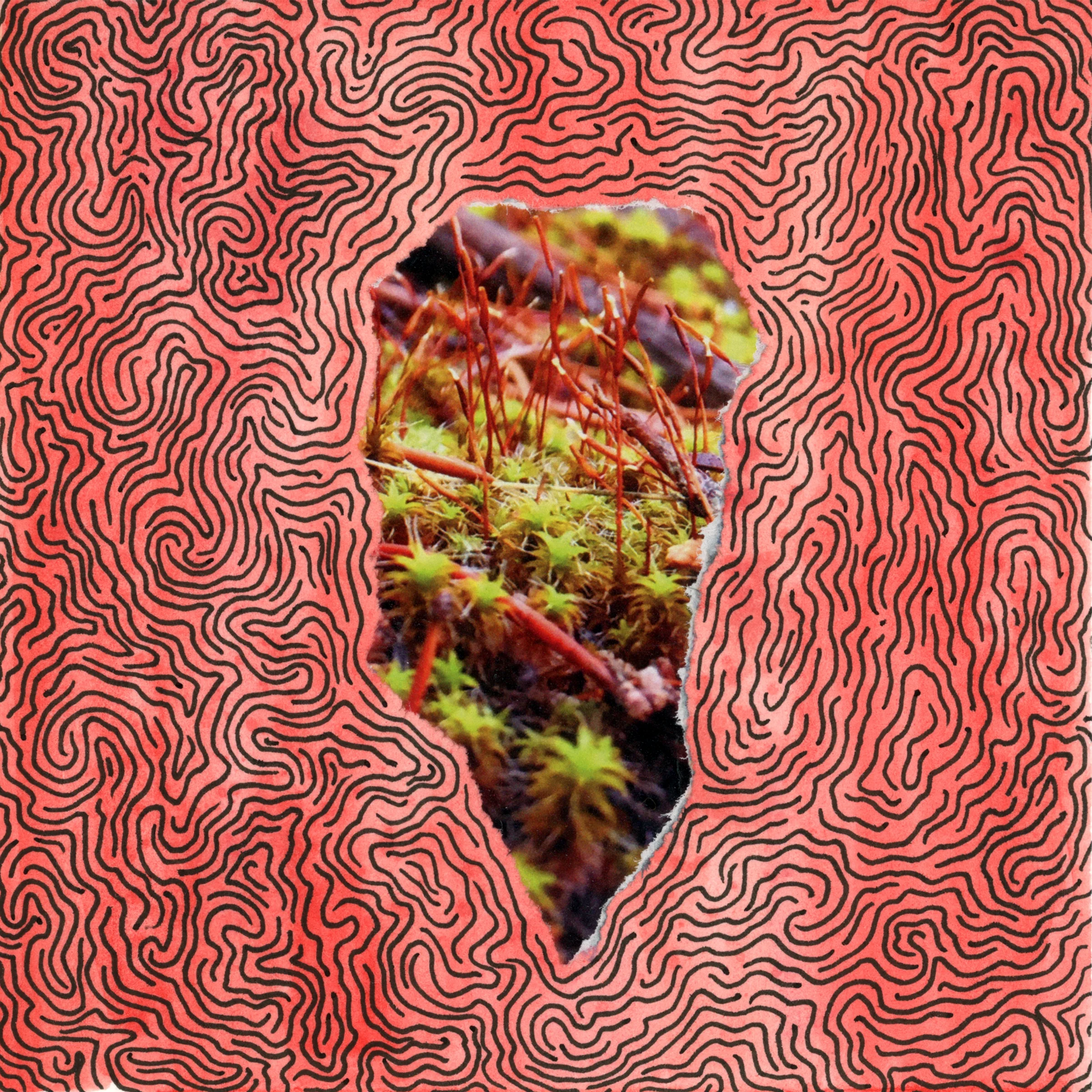 Around the Edges of the Great Swamp, Acres of Moss Begin Again