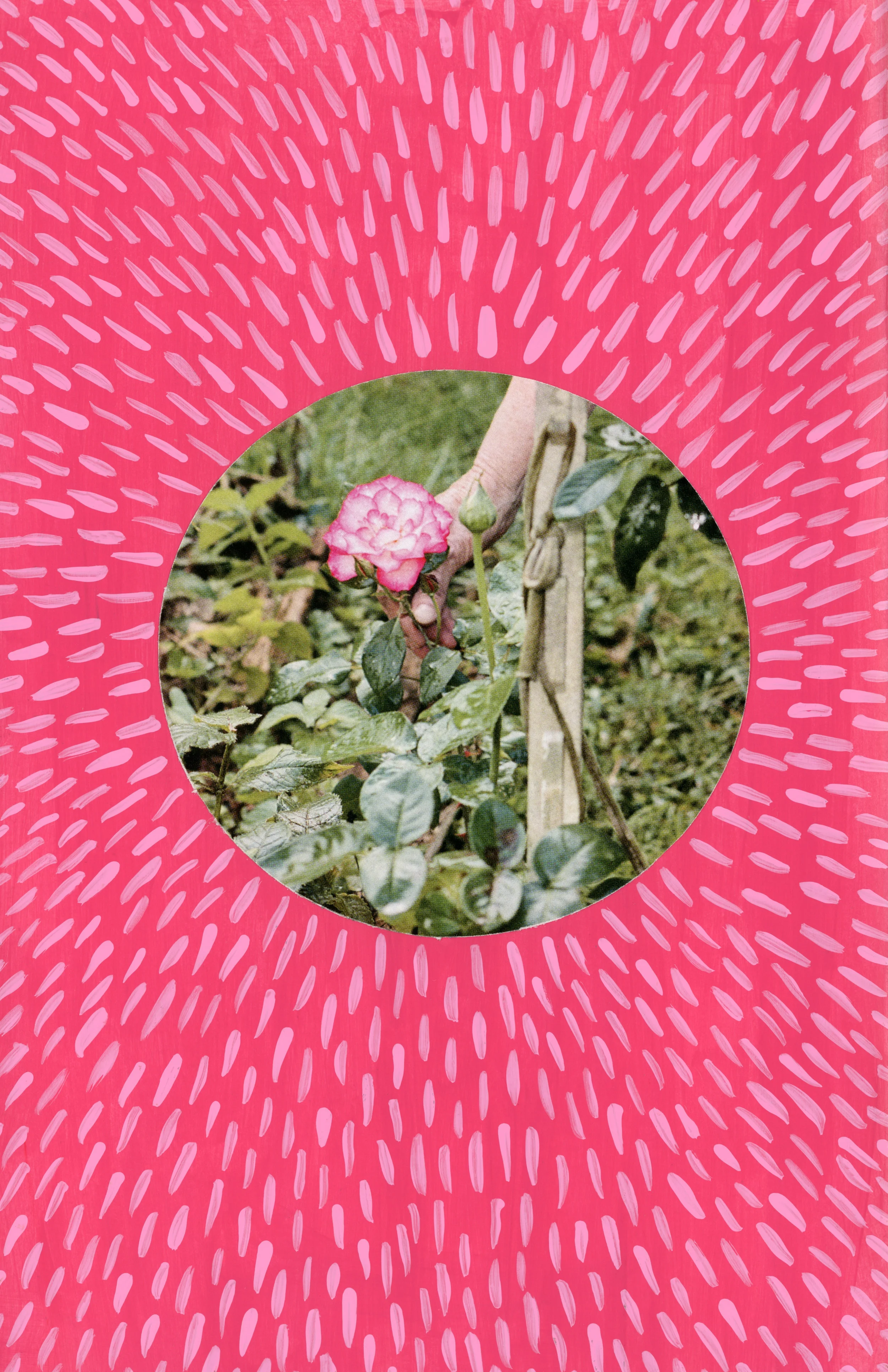 A Rose is a Rose is a Rose