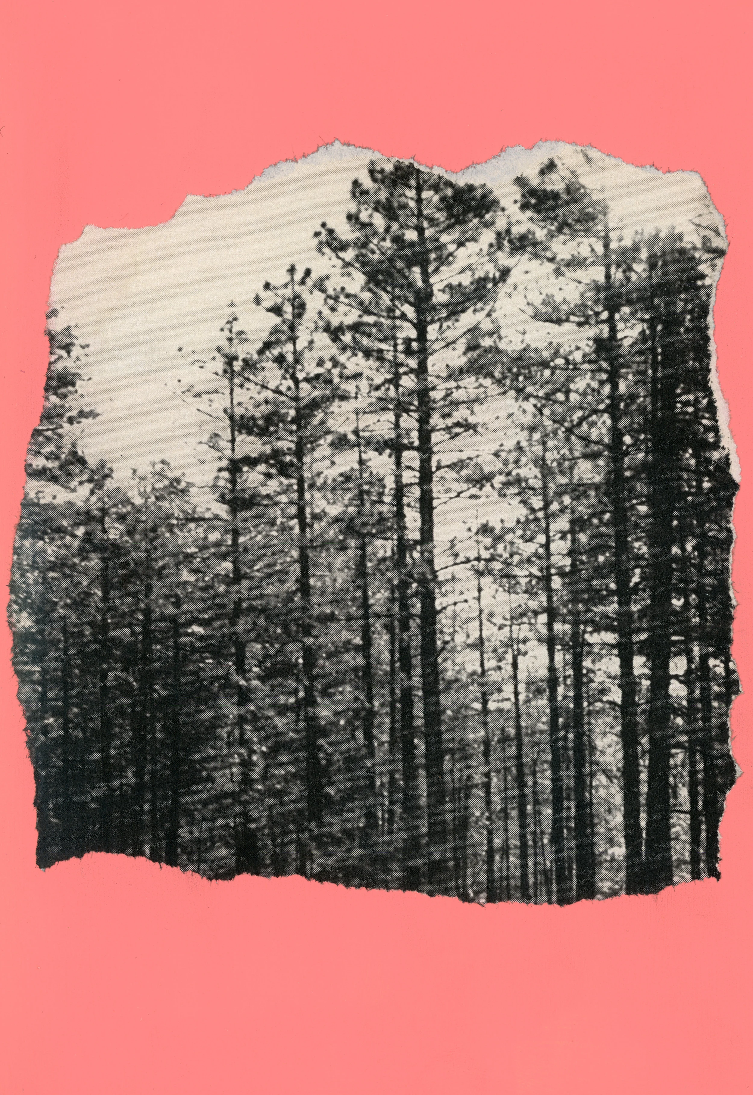 Pink Trees