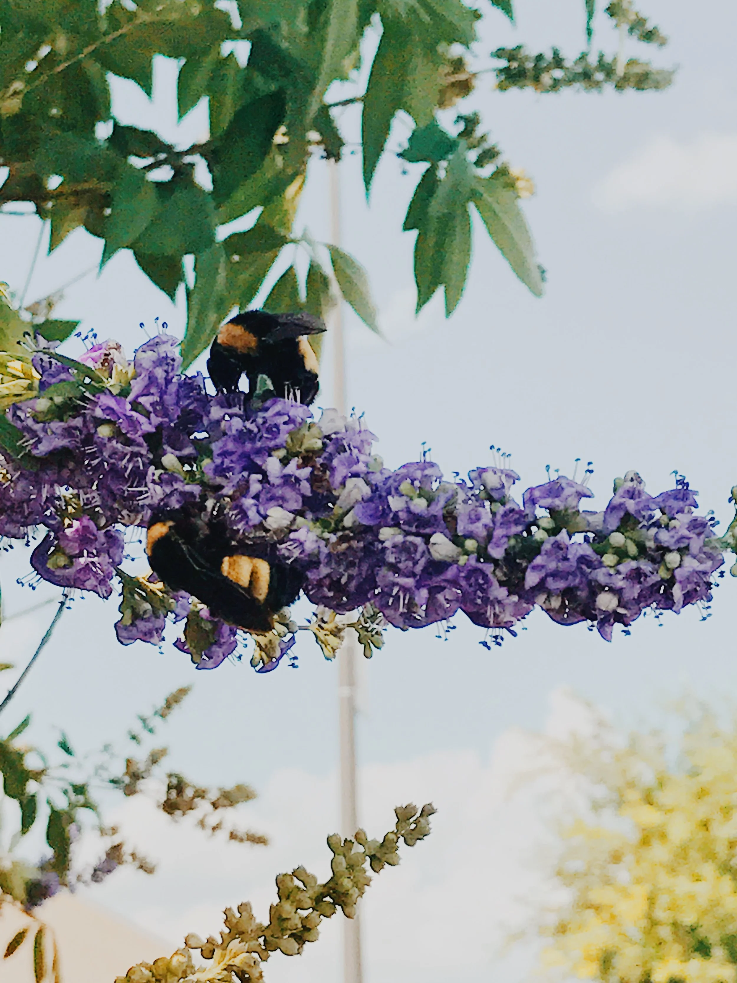 Garden Rehab| Granbury, TX