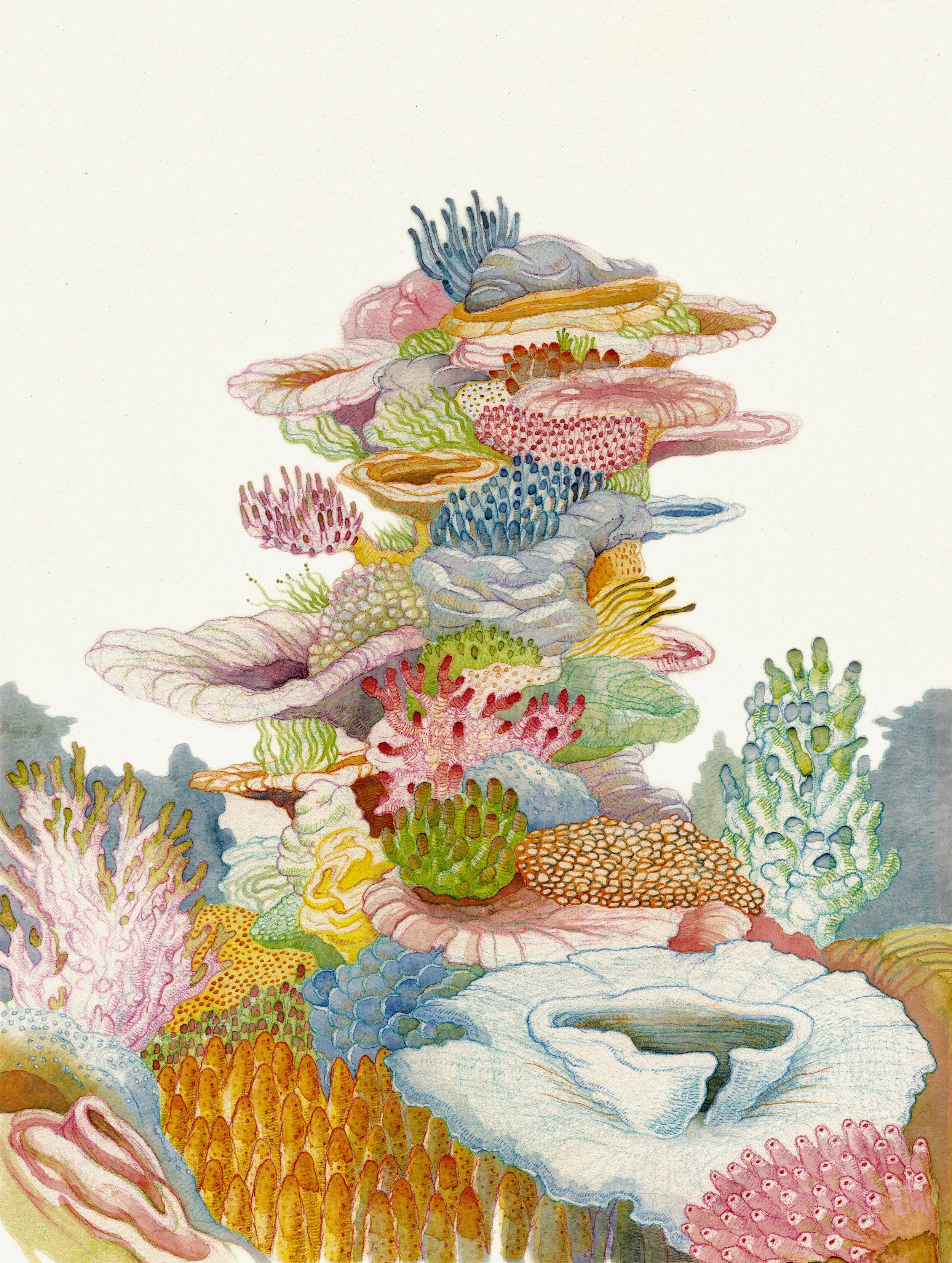 Illustration for Australian Sea Life / Little Hare Books / due for publication October 2019