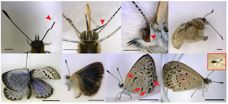 Abb 3 Verschiedene Abnormalitäten an Schmetterling Zizeeria maha (Bild aus einer Publikation der Ryukyus-Gruppe aus Japan)