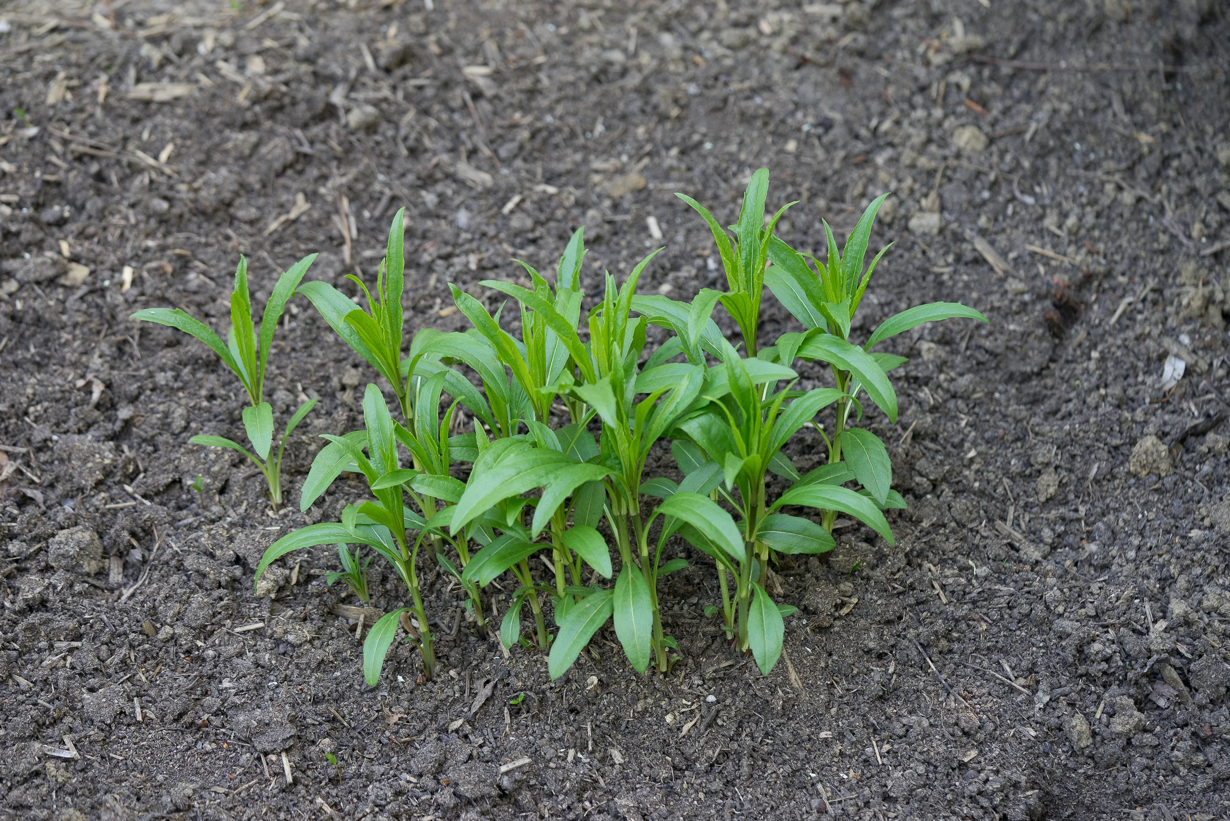 Helianthus salicifolius var. orgyalis 9.4.2017