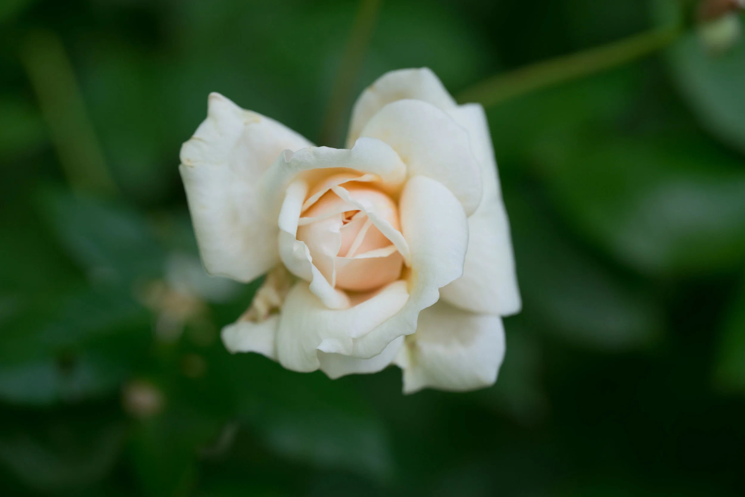 'Perle d´Or' 