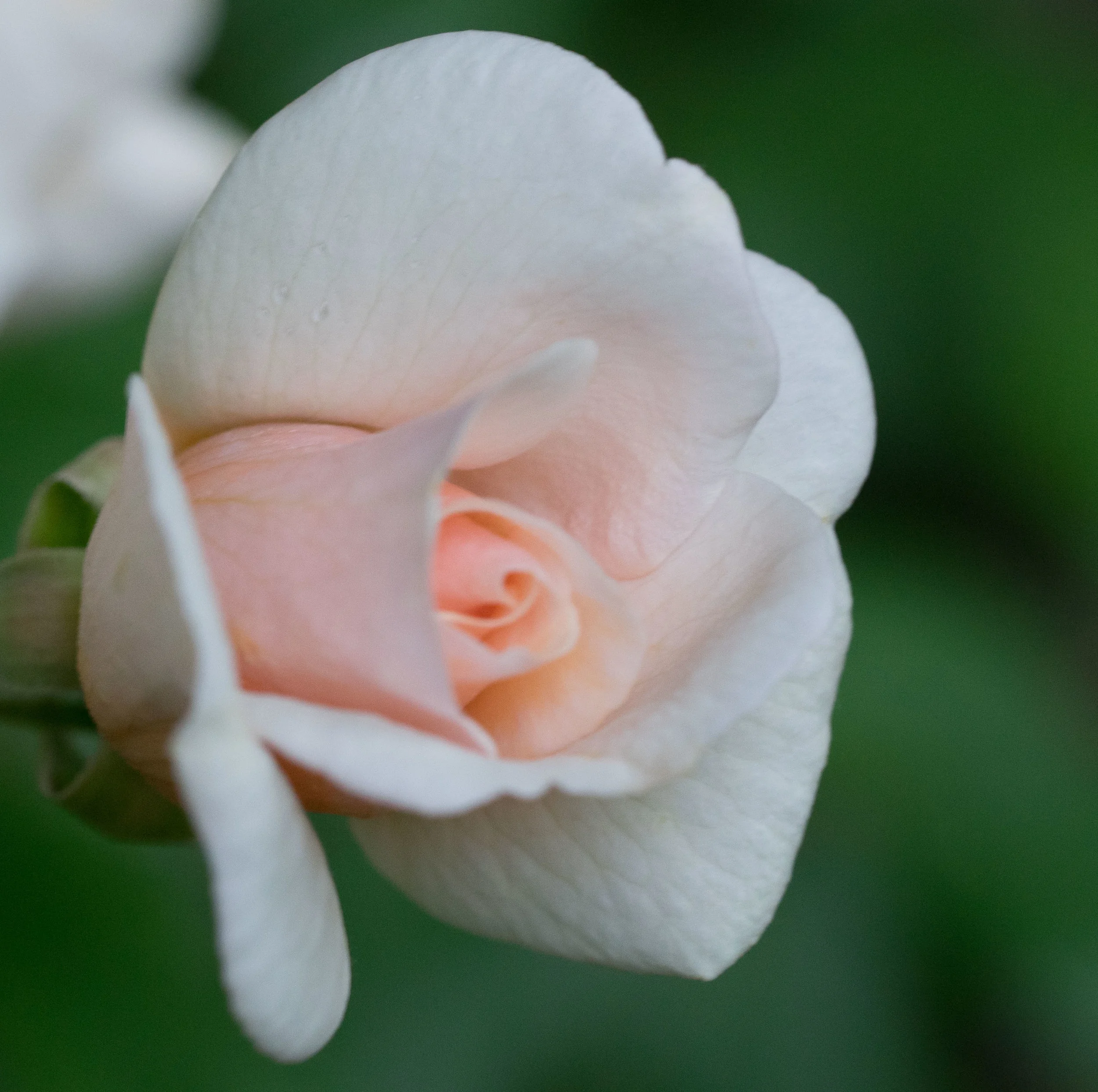 'Perle d´Or' 