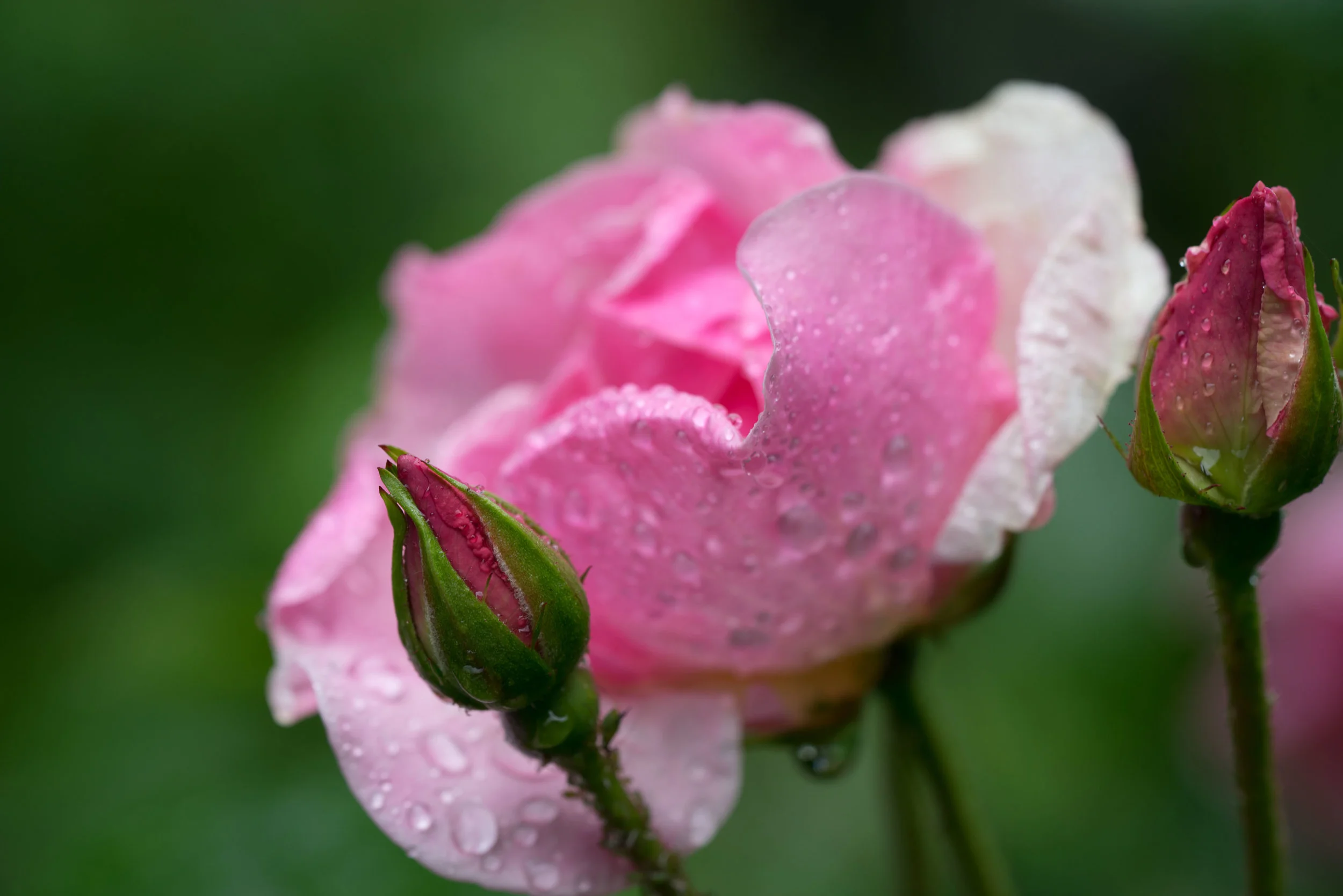 'Nathalie Nypels' 
