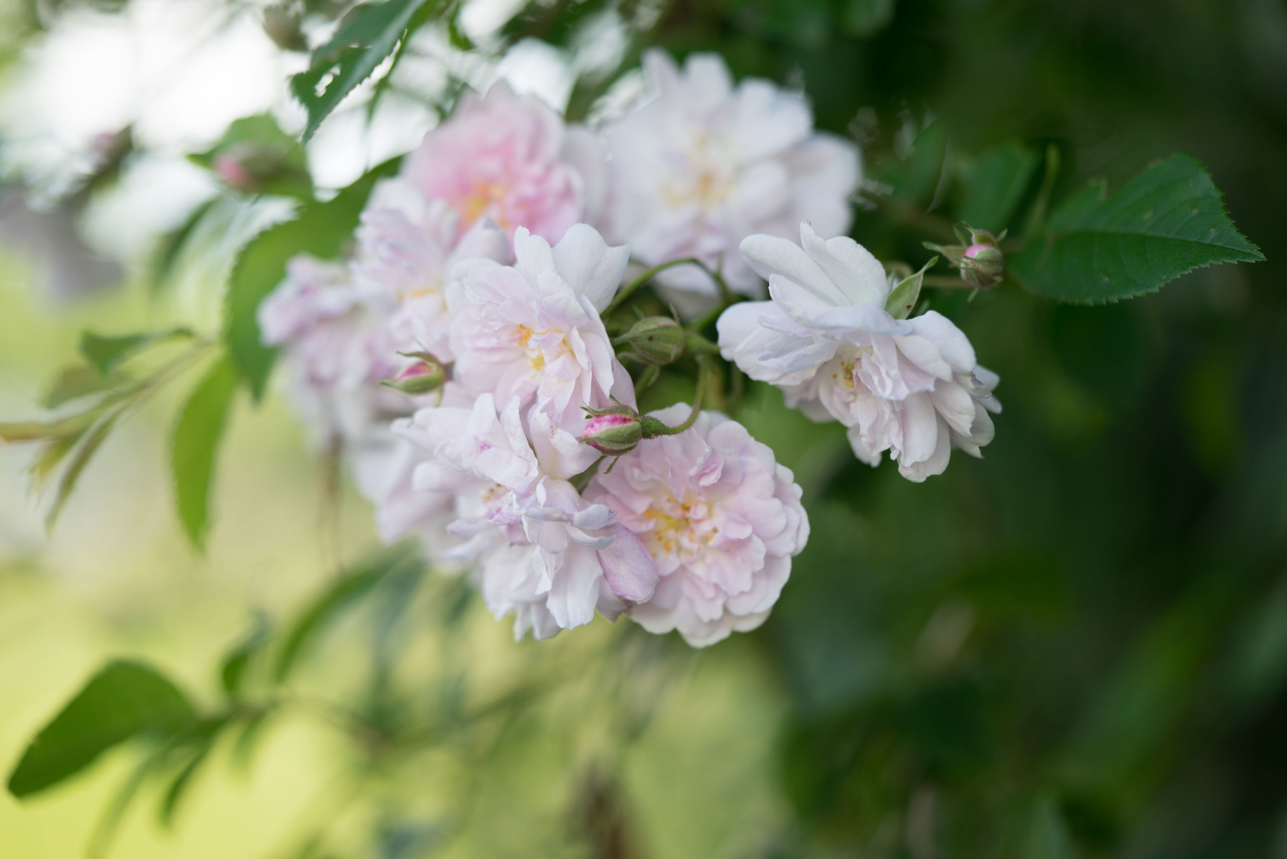 'Pauls Himalayan Musk' 