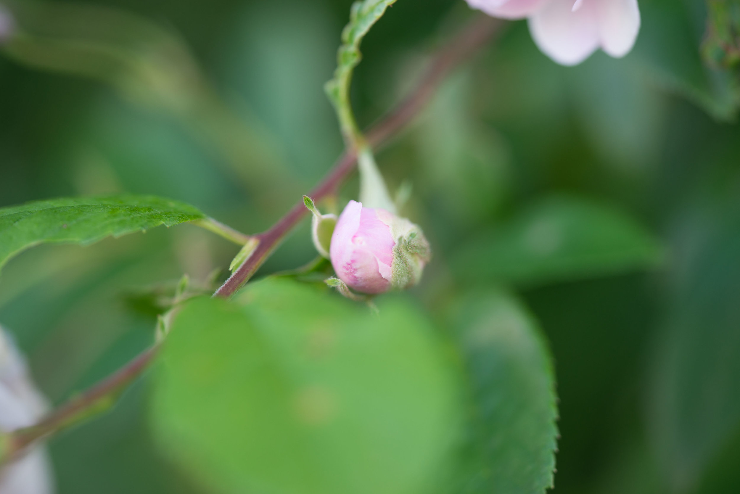 'Pauls Himalayan Musk'&nbsp;