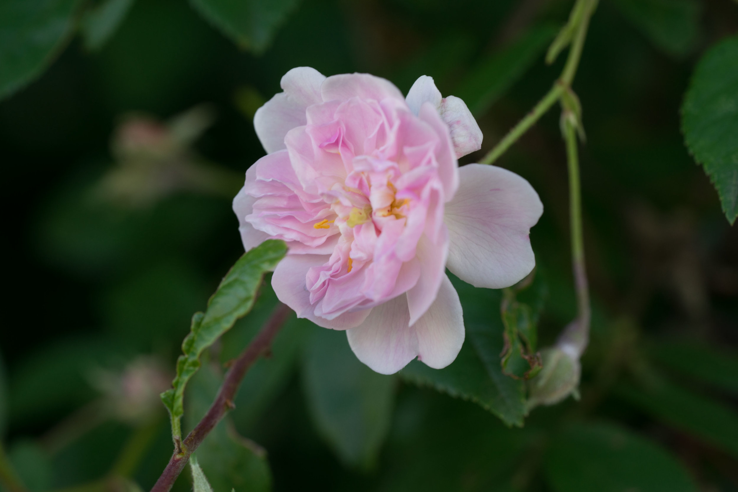 'Pauls Himalayan Musk'&nbsp;