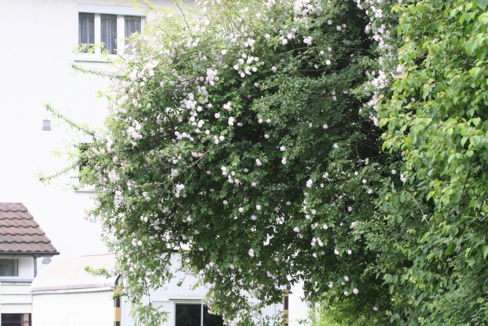 'Pauls Himalayan Musk'&nbsp;