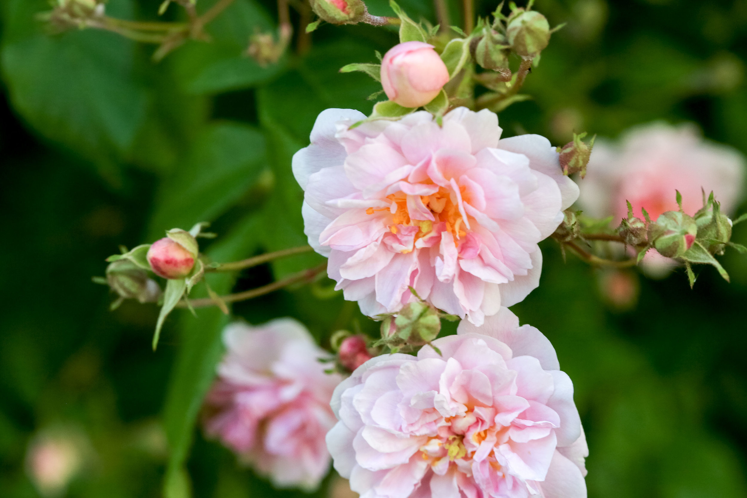 'Pauls Himalayan Musk'&nbsp;