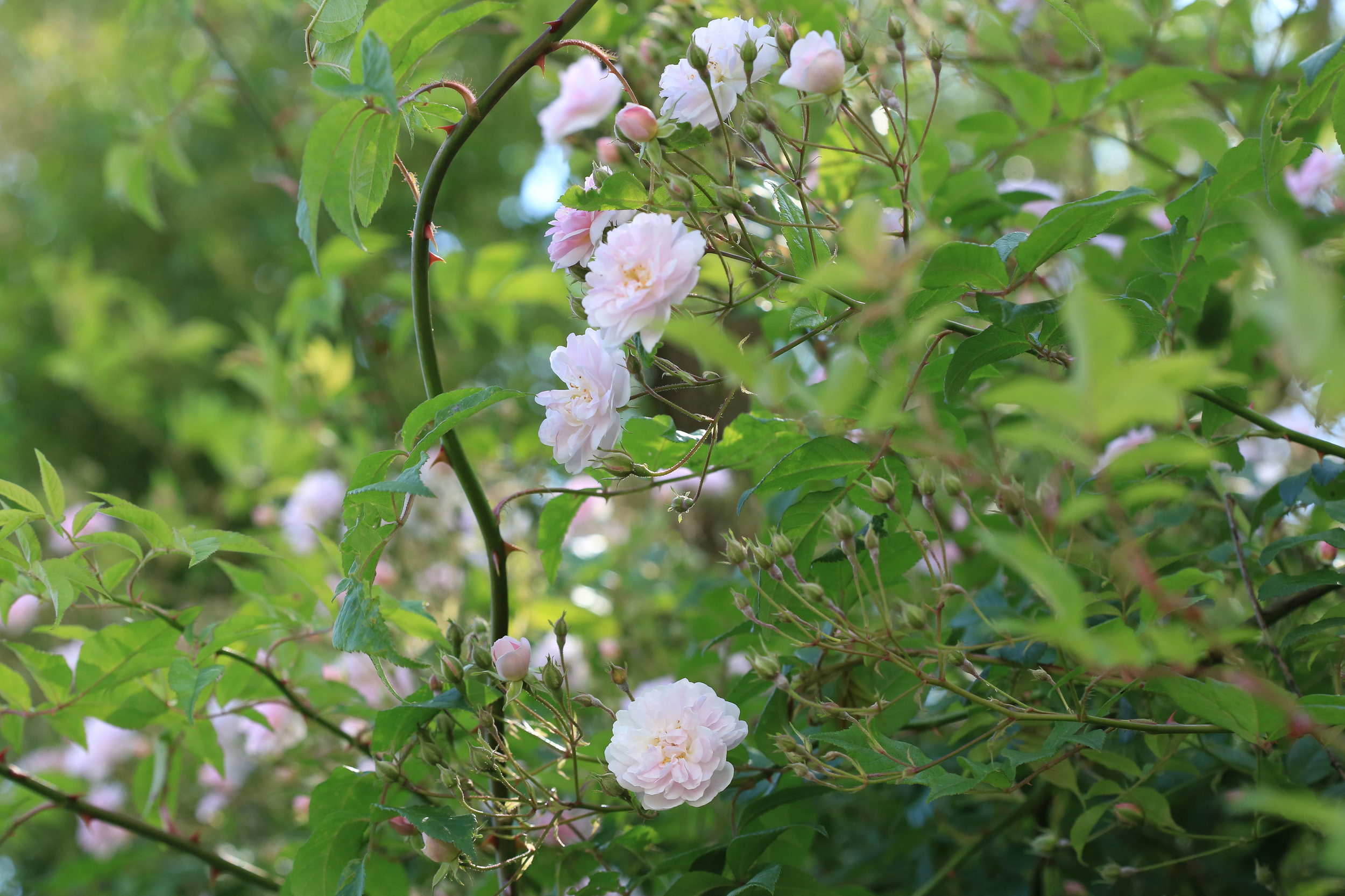 'Pauls Himalayan Musk'&nbsp;