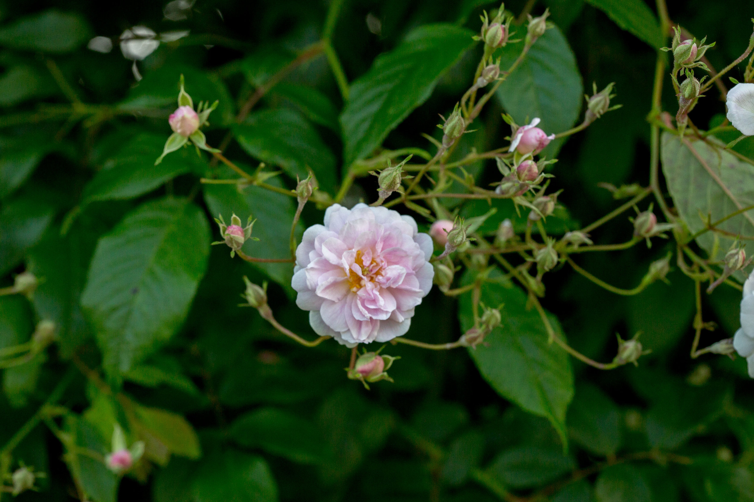 'Pauls Himalayan Musk'&nbsp;