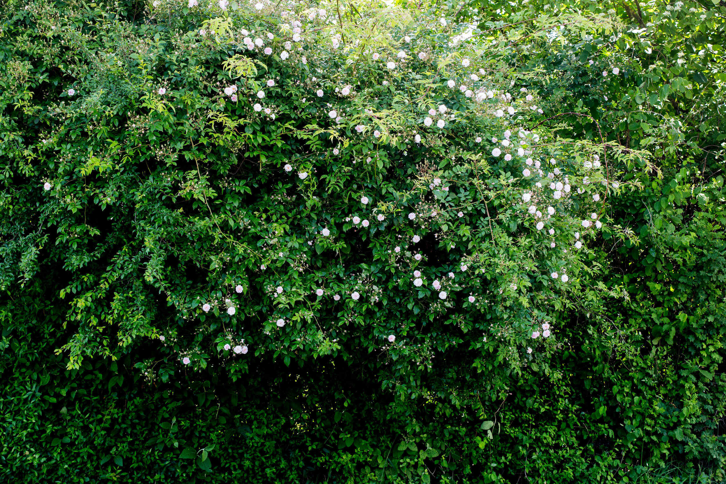 'Pauls Himalayan Musk' 