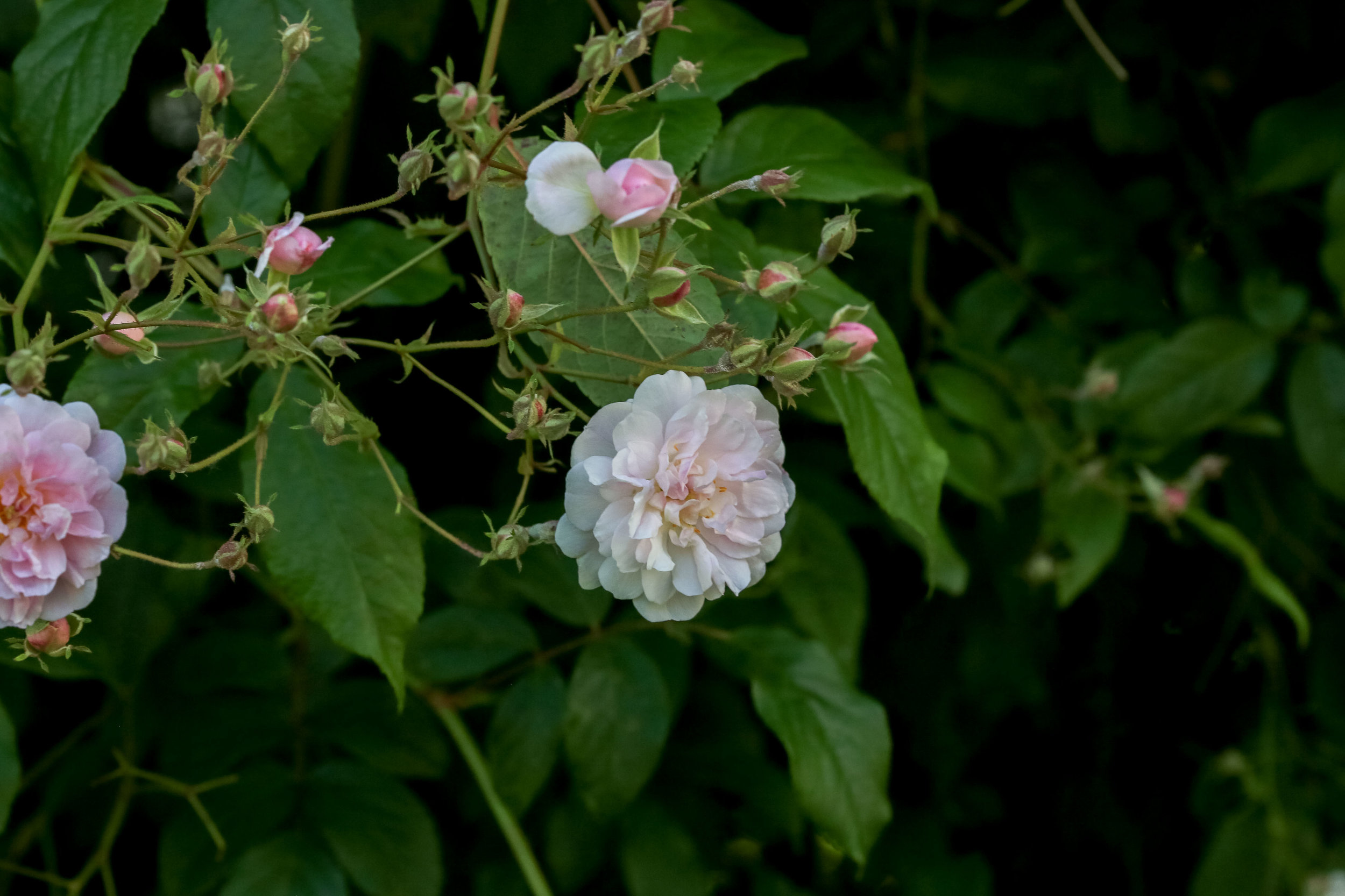 'Pauls Himalayan Musk'&nbsp;