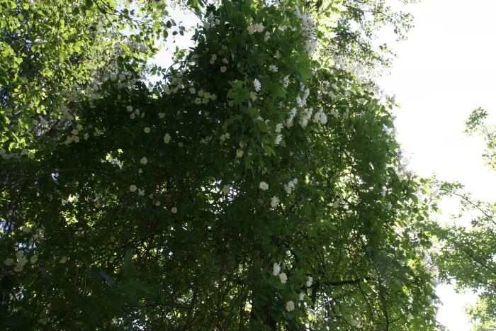 Multiflora Rambler — Martin Walters Blog