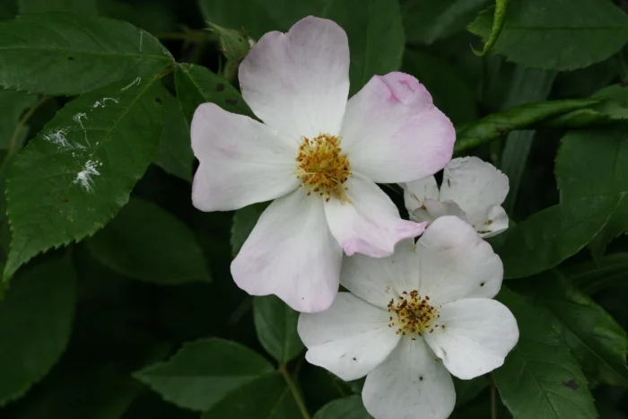 Multiflora Rambler — Martin Walters Blog