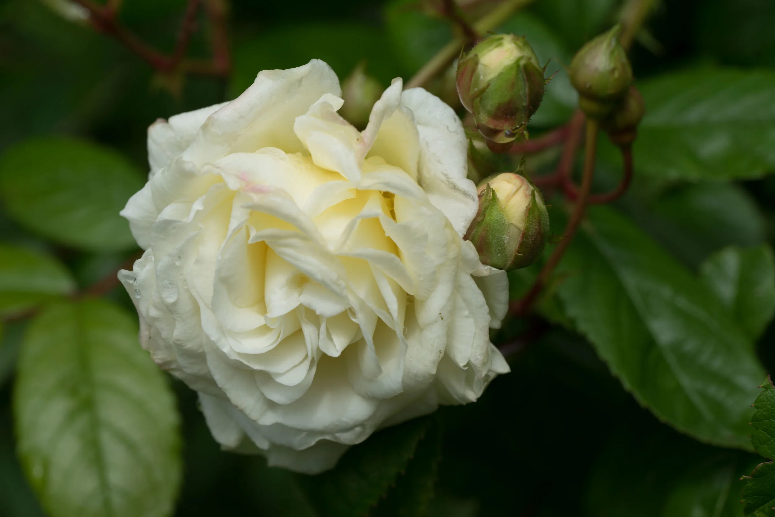 'Madeleine Seltzer'