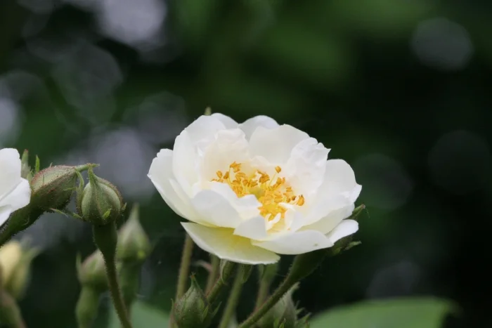 Multiflora Rambler — Martin Walters Blog