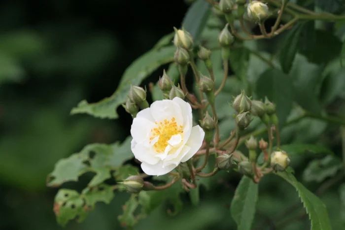 Multiflora Rambler — Martin Walters Blog