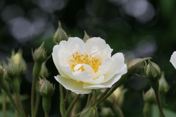 Multiflora Rambler — Martin Walters Blog