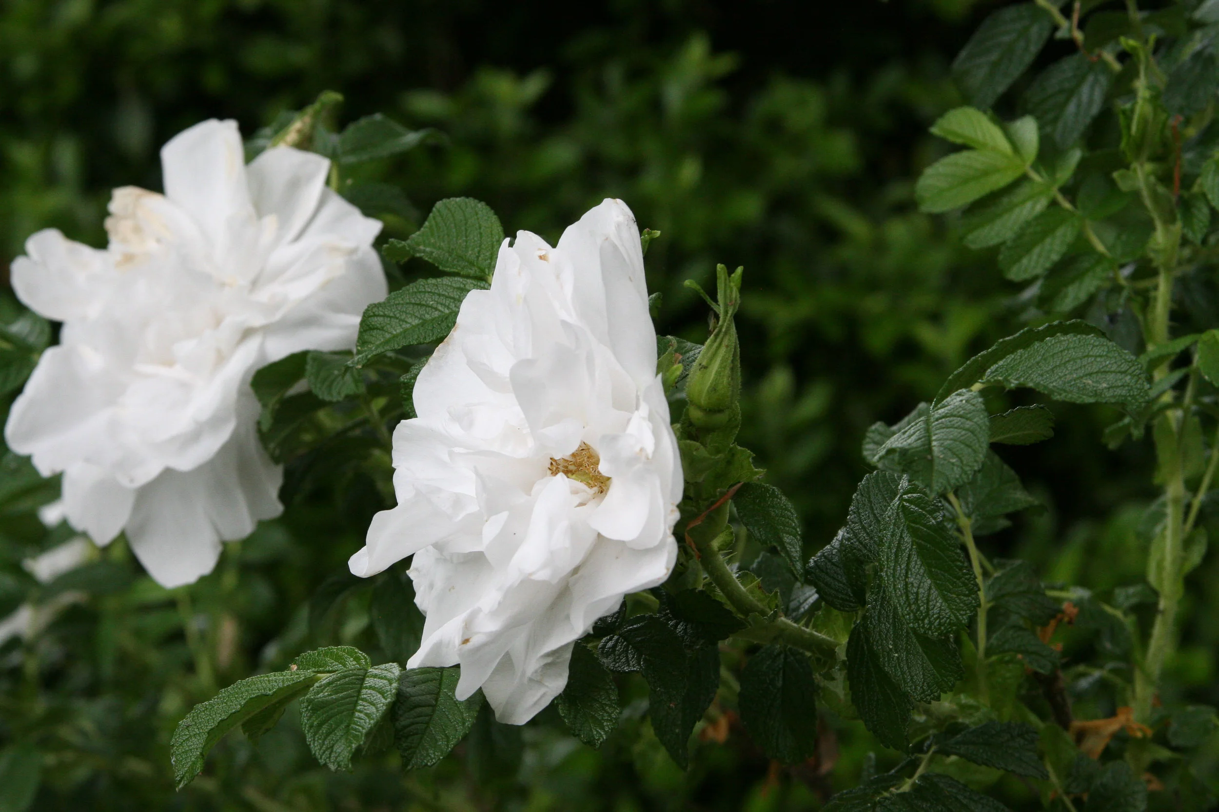 'Blanc double de Coubert' 
