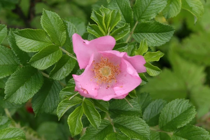 'Fru Dagmar Hastrup' 