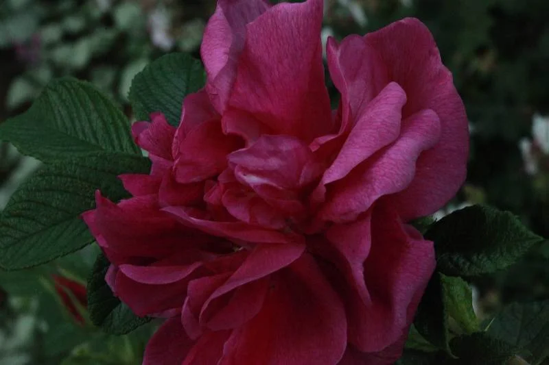 'Roseraie de l' Hay' 