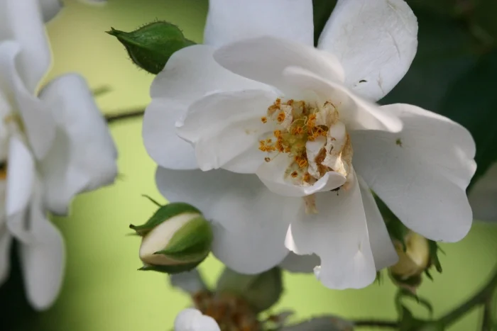 Wichuraiana Rosen — Martin Walters Blog