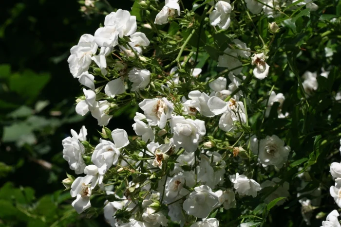 Wichuraiana Rosen — Martin Walters Blog