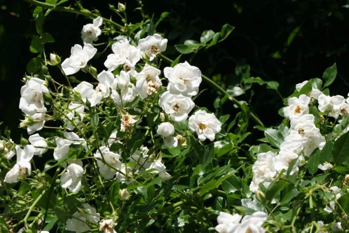 Wichuraiana Rosen — Martin Walters Blog