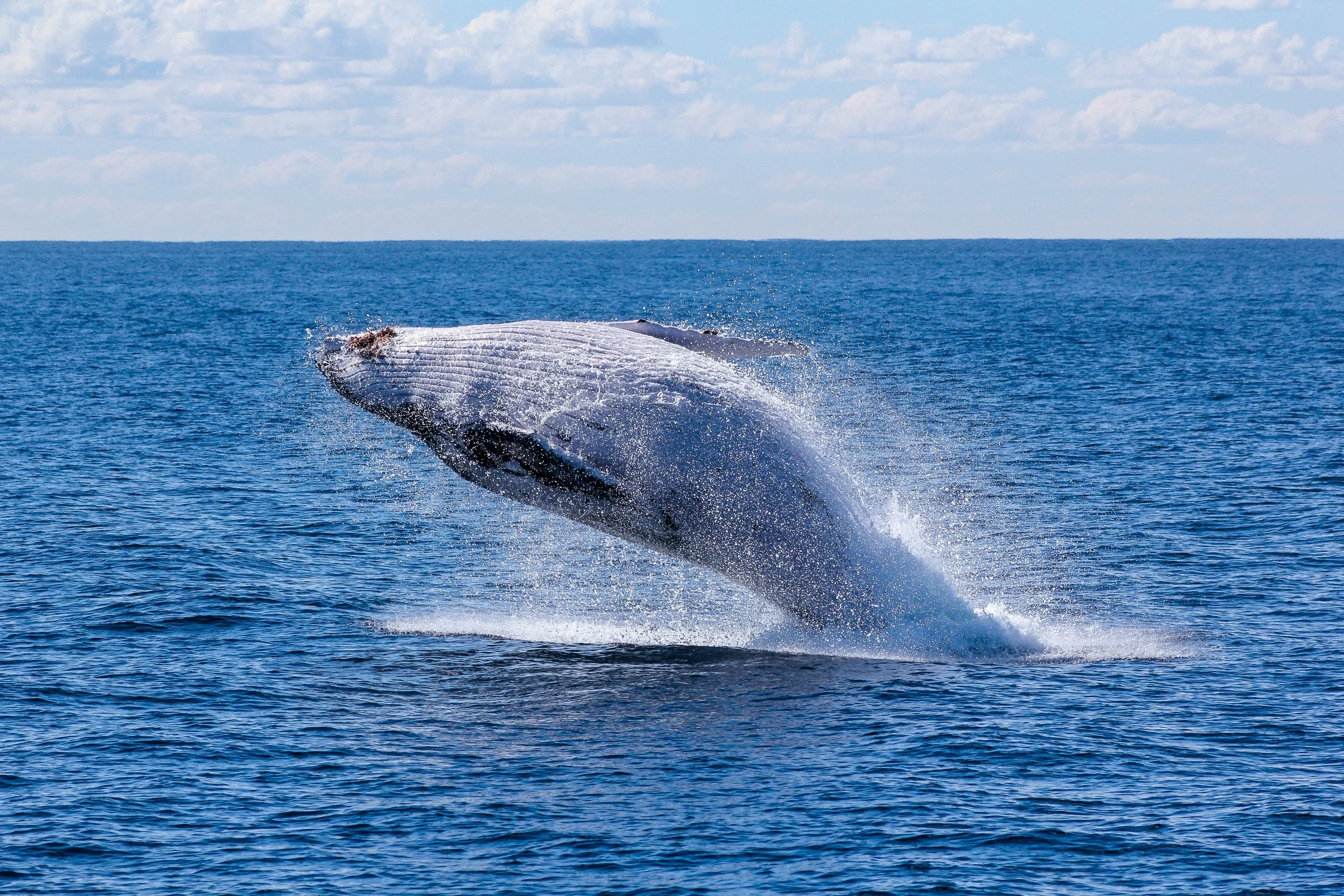 Whale season in Australia
