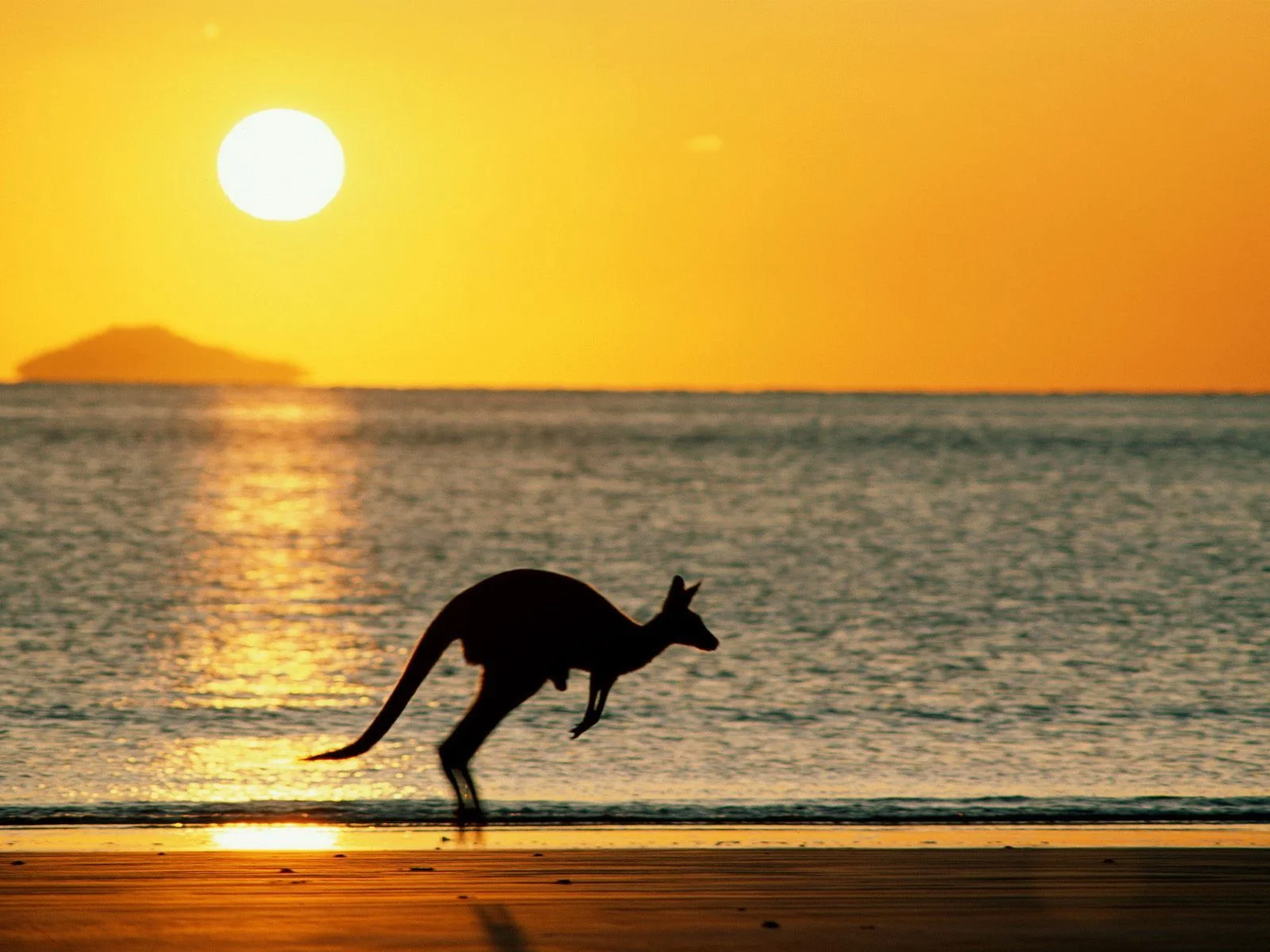 Kangaroo.jpg