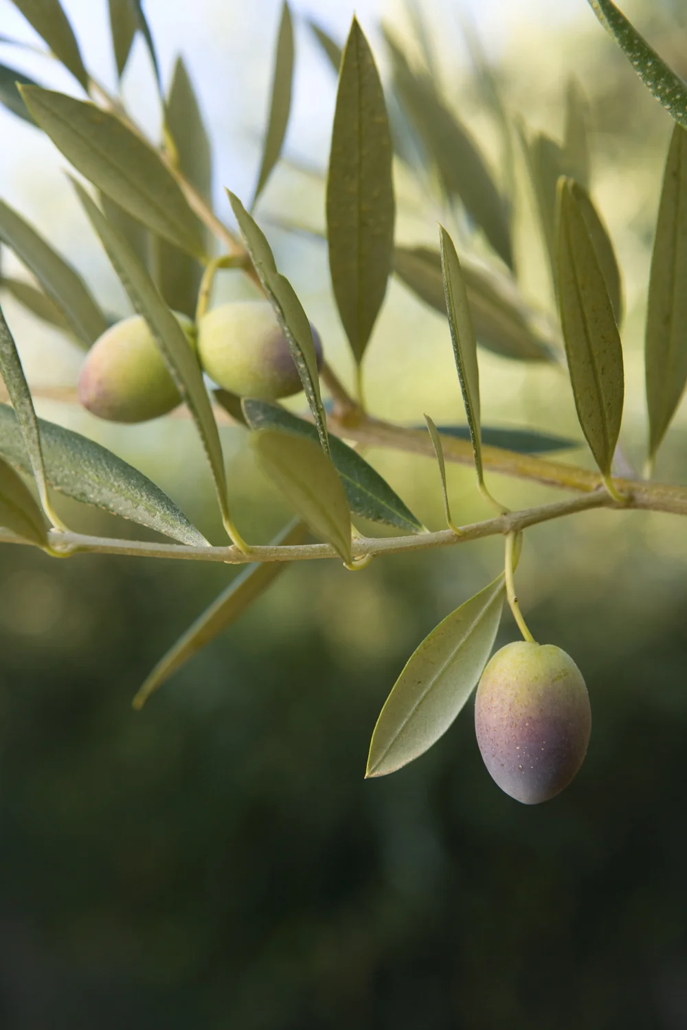  Olives at an Olive Farm 