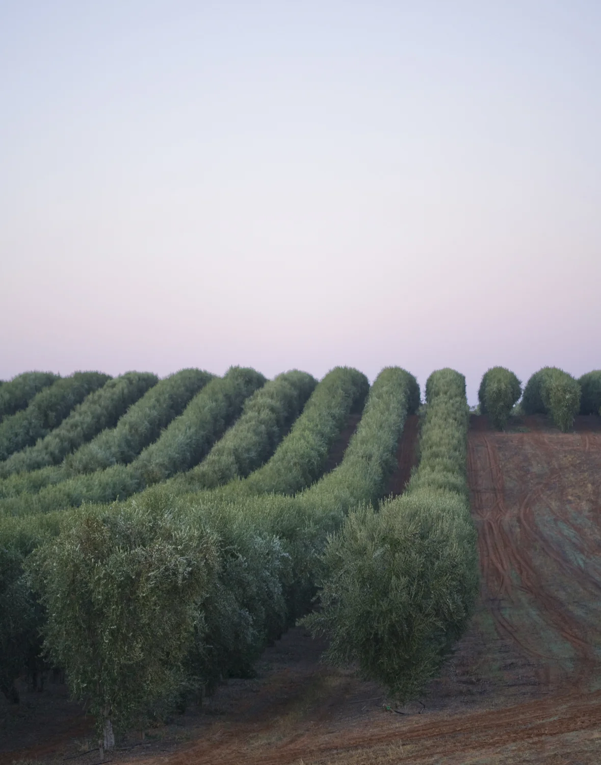 Sunrise over an Olive Grove 