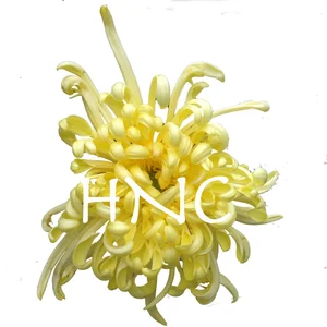 H.N.Chrysanthemum Gallery