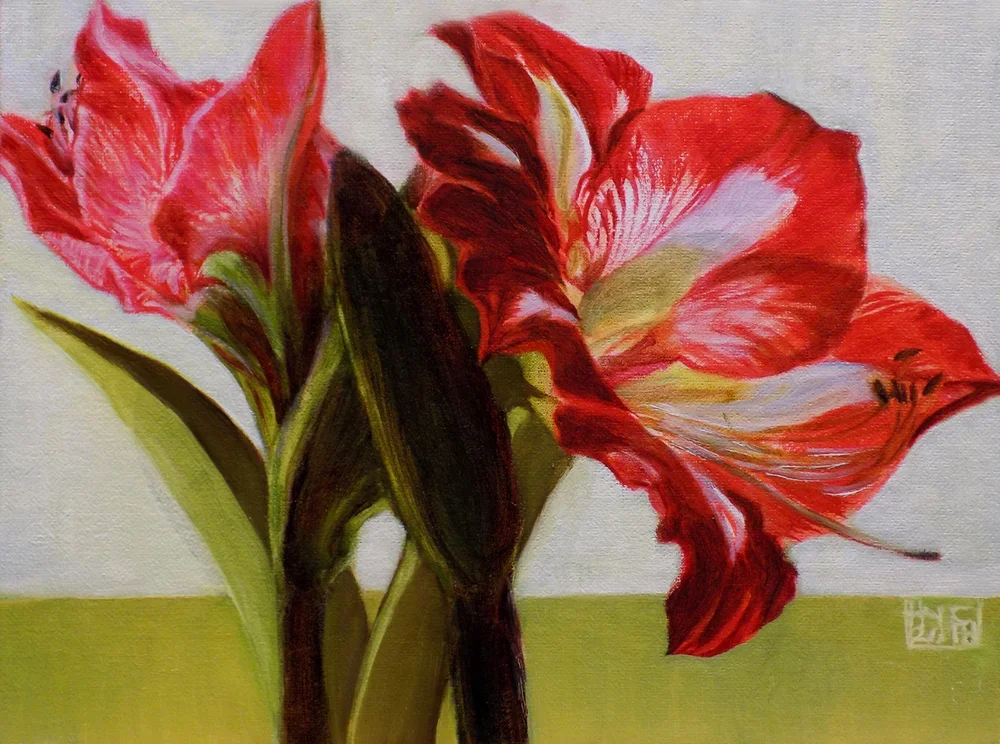 Amaryllis