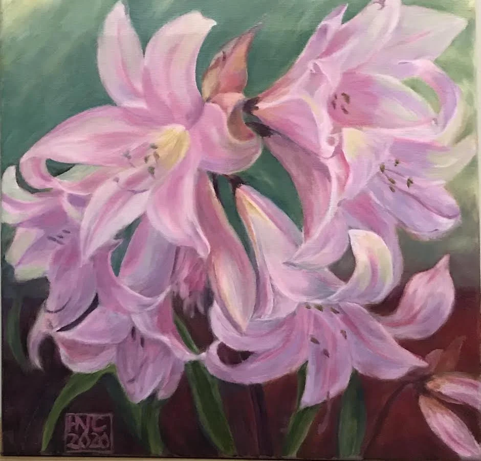 Amaryllis Belladonna