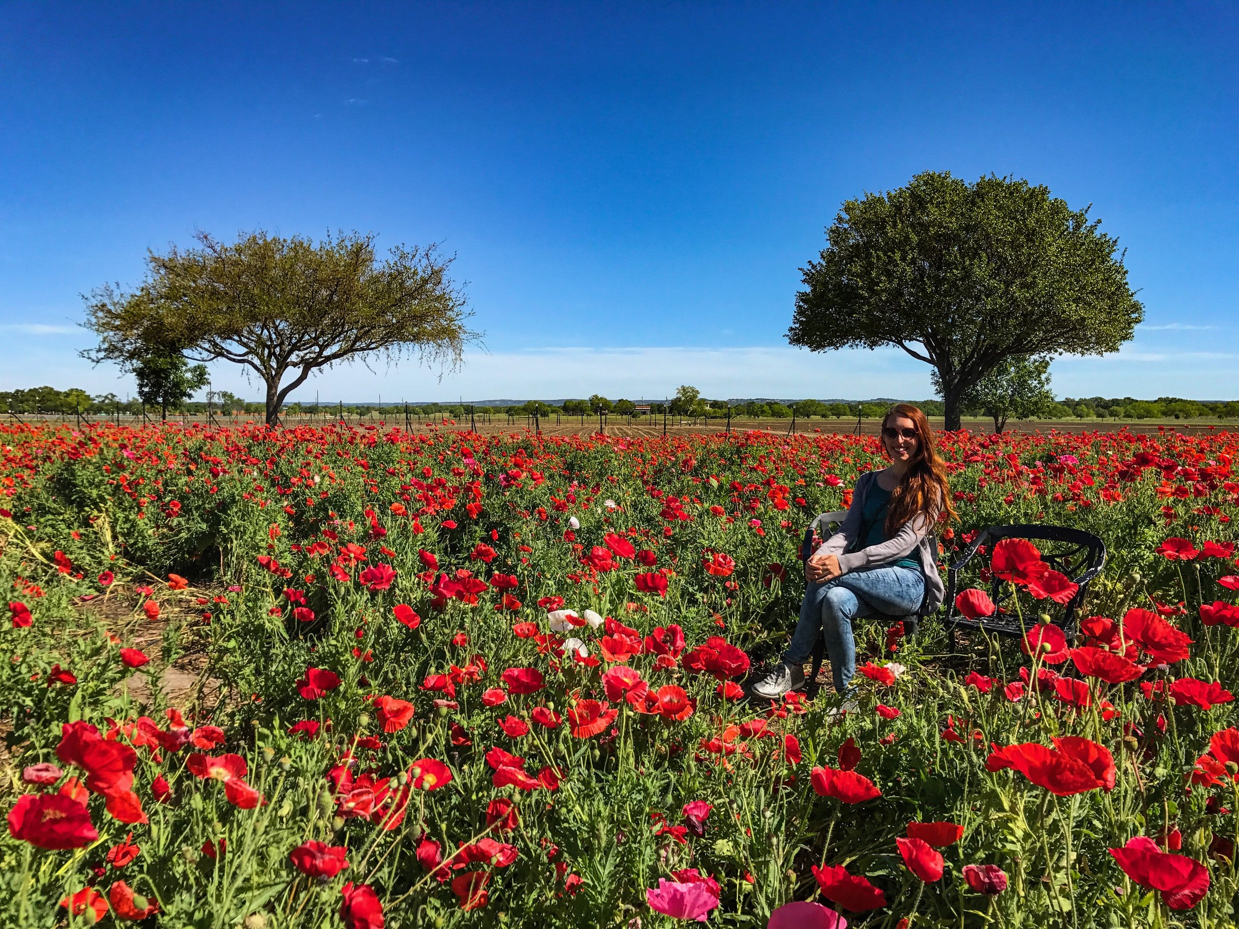  Largest working wildflower farm in the US in Fredericksburg, Texas 