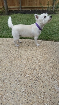 Bailey